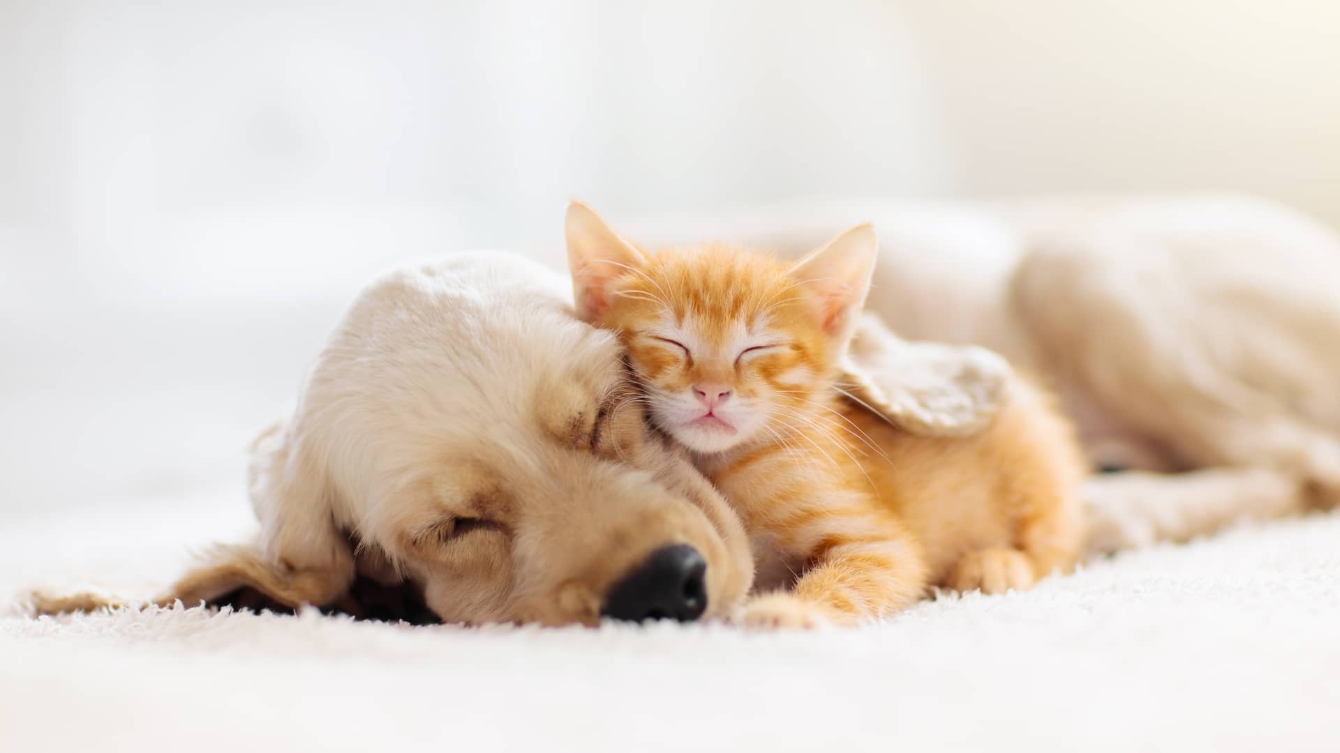 Gato pequeño durmiendo bajo la oreja de su amigo perruno, ambos estan protegidos por un seguro de mascotas adeslas