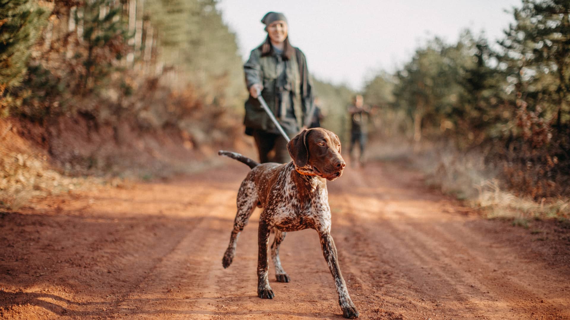 Seguro de caza Catalana Occidente: coberturas para perros y cazador