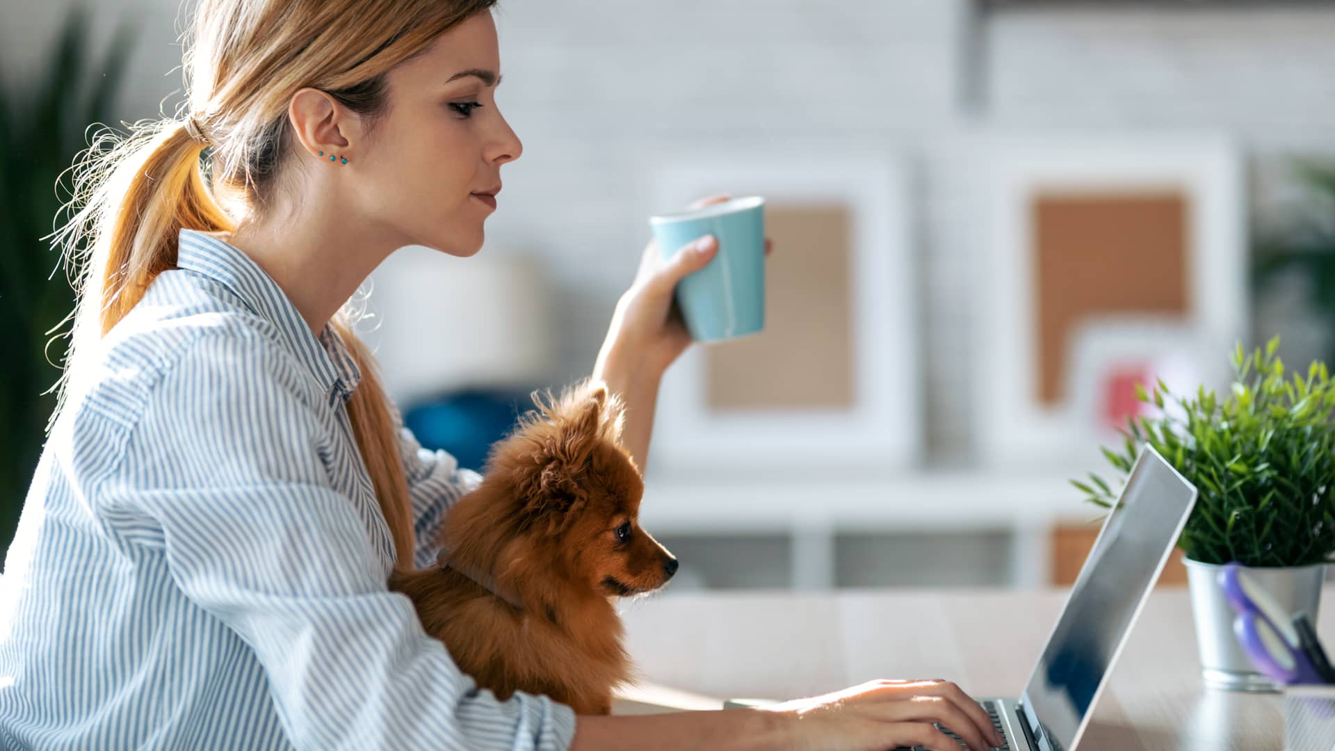 Mujer con su mascota viendo pantalla de su portátil en su casa asegurada con seguro de hogar dkv