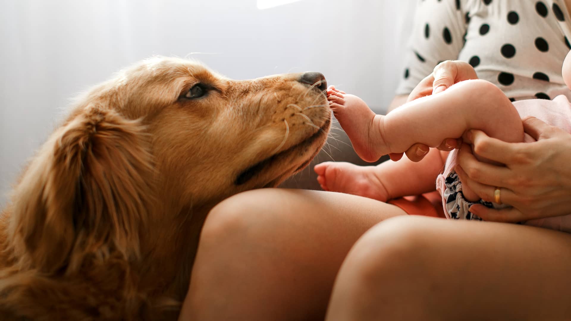 Perro con seguro de mascotas con verti oliendo pie de bebé