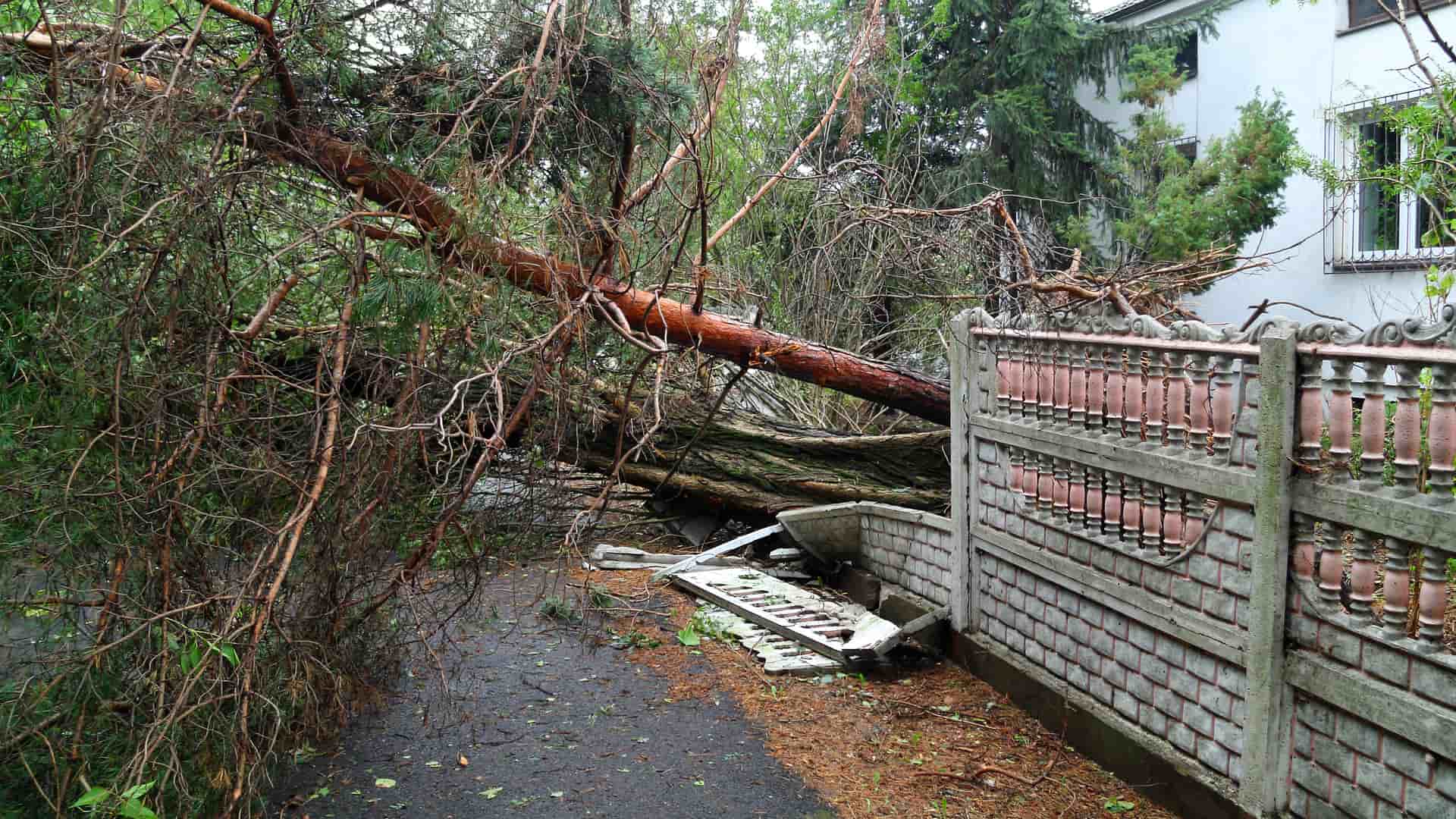 Una casa destrozada por la caida de un arbol que tiene un seguro de hogar que cubre esos desastres