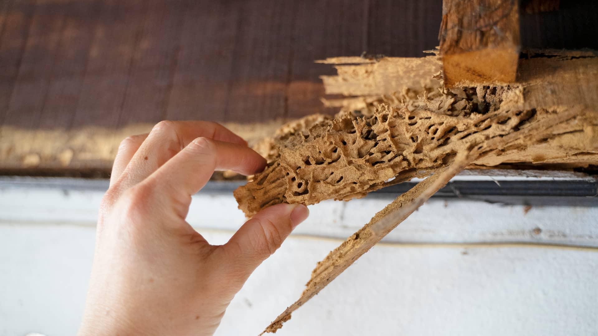 Seguro hogar termitas: ¿cubre una plaga?