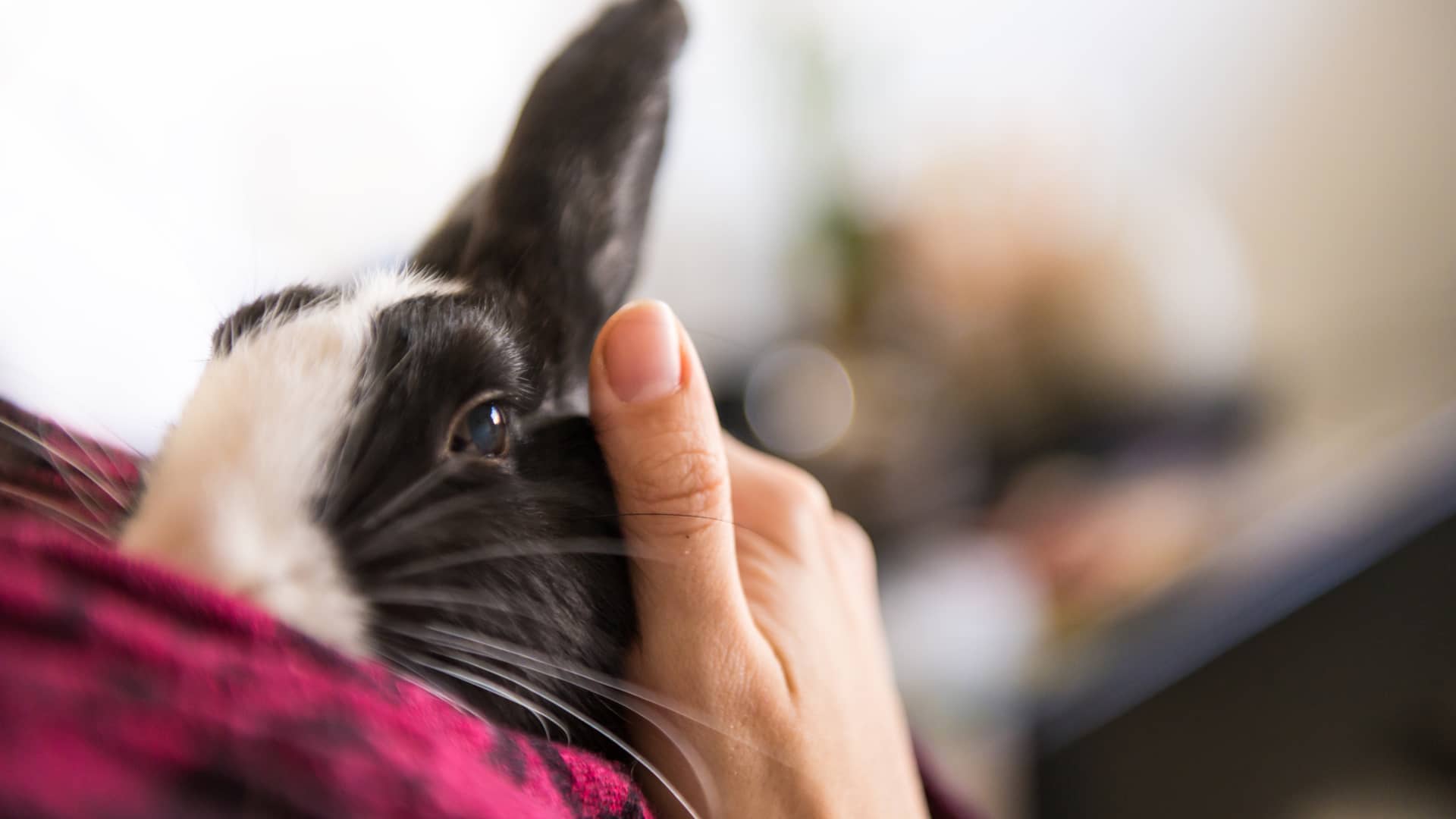 Seguro de mascotas conejo: coberturas y precios