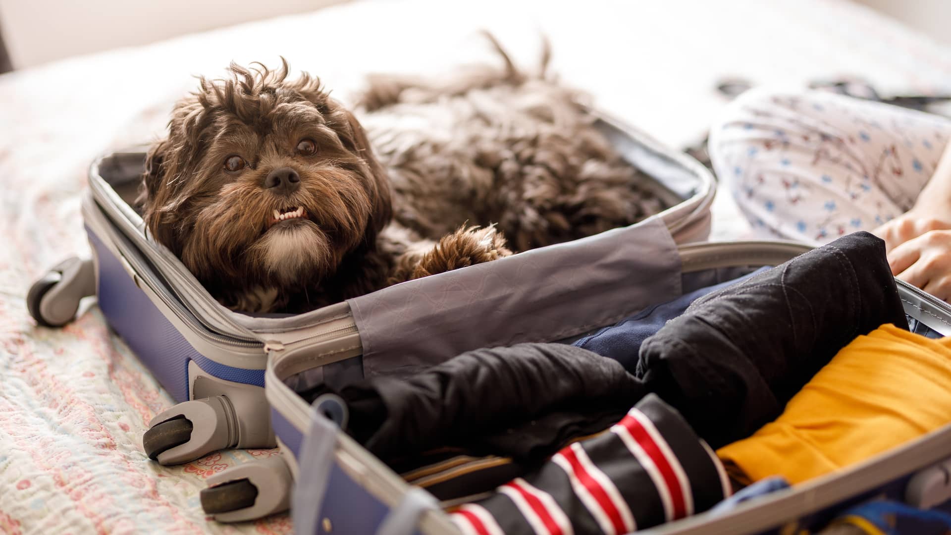 Seguro de viaje para mascotas: coberturas y aseguradoras
