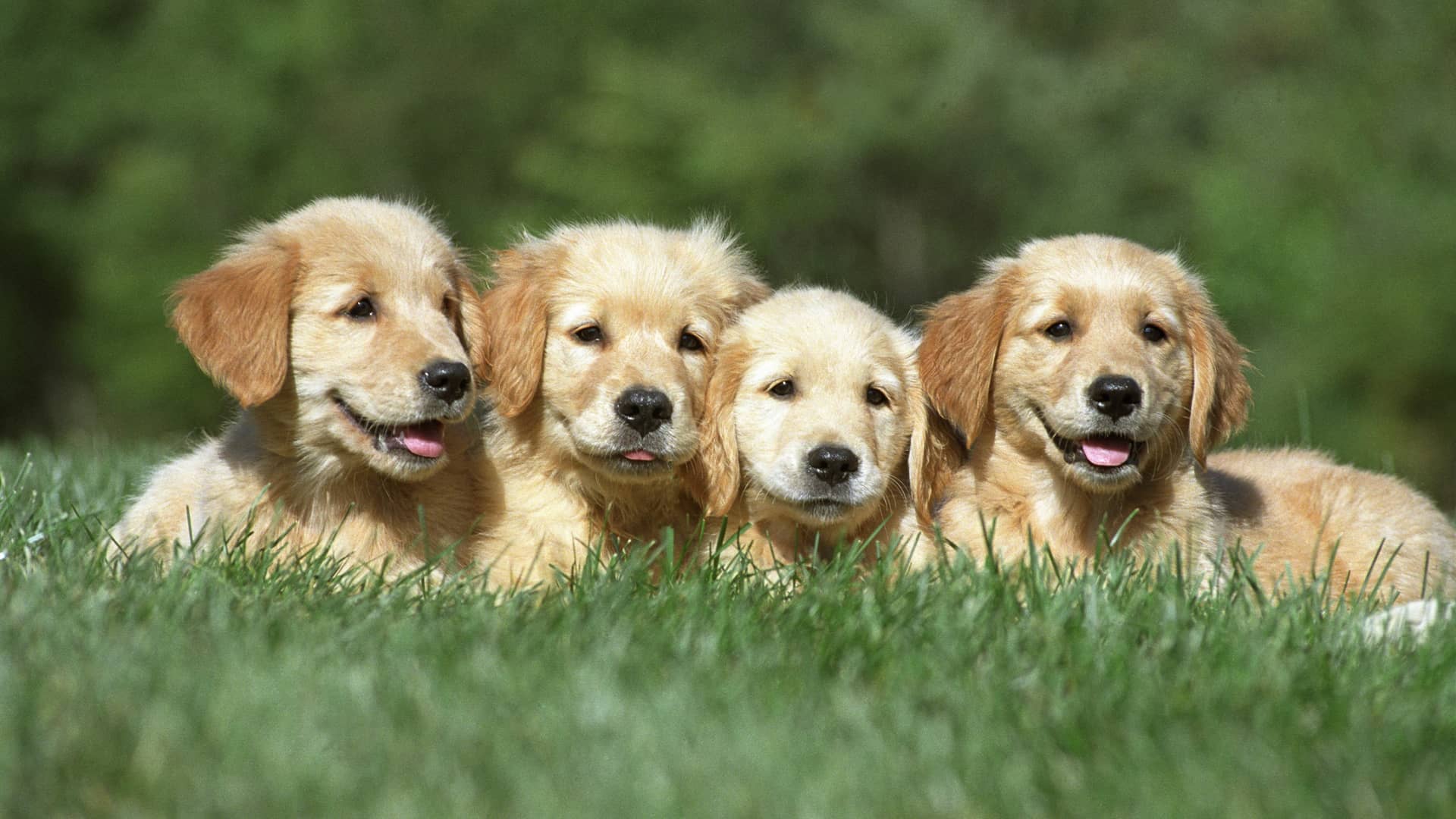 Cachorritos de golden retriever descansan en una pradera, asegurados gracias a un seguro para mascotas