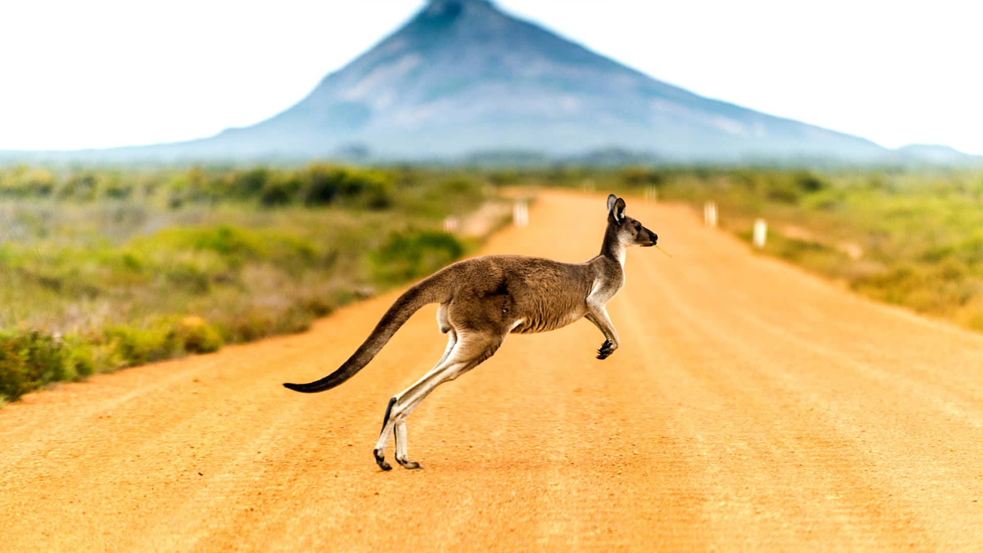 Canguro cruzando camino en el este de Australia para cuyo viaje se contrató un seguro