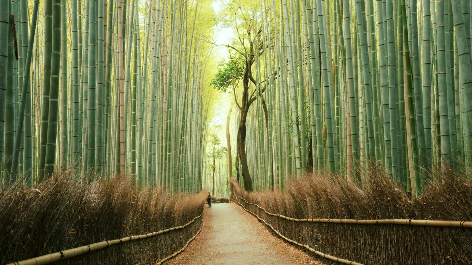 Arashiyama bosque de bambú en Kyoto, Japón. Lugar para el cual se puede contratar un seguro de viaje