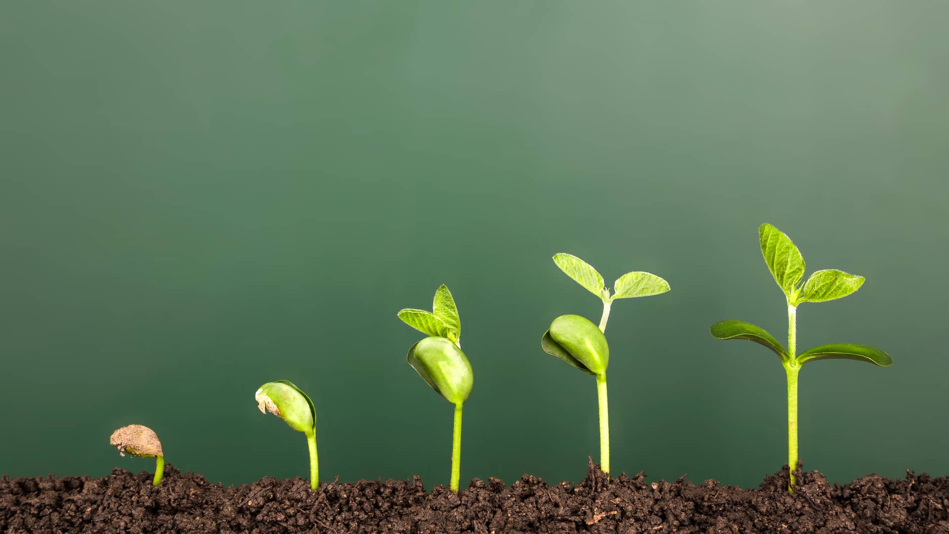 Planta en diferentes estados de crecimiento representa un seguro de ahorro para mantener el crecimiento de tus ahorros